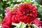 Red dinner plate dahlias with foliage in a park