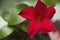 Red Dipladenia Flower