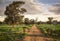 Red dirt farm road through an open gate in the late afternoon with long shadows in mid western New South Wales, Australia