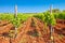 Red dirt istrian vineyard and green landscape view