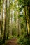 Red dirt path curves to the right in a forest of slender tall pine trees and ferns