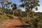 Red dirt track through Australian bush