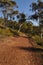 Red dirt track through Australian bush