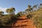Red dirt track through Australian bush, late afternoon light
