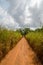 Red dirt track with high elephant grass growing on sides and dramatic cloudy sky, rural Sierra Leone, Africa