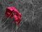 Red discarded packaging - selective colour