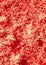 Red dishwashing sponge. textura or background