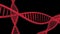 Red DNA Strand slow motion - 3D Animation. Animated DNA chain