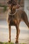 Red Doberman Pinscher Standing In A Patio Area