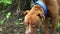 a red dog of the American Pit Bull Terrier breed looks forward and shifts from foot to foot tied