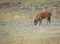 A `Red Dog` Bison baby in the plains of Yellowstone National Park in Wyoming, USA.