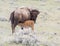 Red dog bison calf feeding on mother on open sagebrush grassland