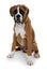 Red dog breed boxer on a white background.