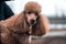 Red dog breed poodle looks at the camera. Curly stylish hairstyle.