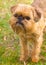 Red dog Brussels Griffon breed