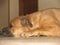 Red dog bullmastiff lying on the floor in profile