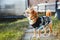 red dog chihuahua walks on the street