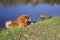 A red dog of the Chow Chow breed crawls out of the pond