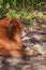 Red dog of the Chow Chow breed, profile portrait