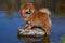 A red dog of the Chow Chow breed stands on a stone in a pond in a park