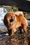 A red dog of the Chow Chow breed stands in a stream near a waterfall