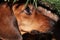 Red dog dwarf dachshund under the tree branch