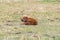 A Red Dog in the field of Terry Bison Ranch, Wyoming