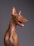 red dog with a funny muzzle. Pharaoh hound, cirneco dell'etna on gray background