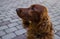 Red dog Irish Setter looks closely that they will tell her