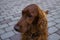 Red dog Irish Setter looks closely that they will tell her