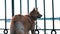 Red dog Karelo-Finnish Laika looks at the water on the quay through the iron fence at sunset