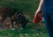 A red dog leash in a manâ€™s hand. Walking a brown dog in the park.