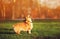 red dog puppy Corgi walking on green young grass on spring Sunny meadow and catching shiny soap bubbles