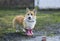 red dog puppy Corgi walks through puddles in the village in funny rubber boots in the rain