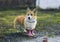 Red dog puppy Corgi walks through puddles in the village in funny rubber boots after a warm rain