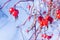 Red dog rose on a bush in the winter, close up dogrose berry on a background of snow, frozen rose hip berry