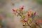 Red dog rose hips on a on blurred background