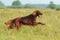 Red dog running against background green grass