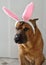 Red dog Shar Pei with pink bunny ears on his head, dressed up as an Easter bunny.