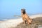 Red dog Shar Pei sits on the beach