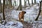 Red dog Shar Pei in the winter forest