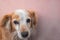 Red dog is sitting near a wall. Closeup of a mix breed puppy dog or mongrel mutt. Homeless lonely animal to care