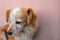 Red dog is sitting near a wall. Closeup of a mix breed puppy dog or mongrel mutt. Homeless lonely animal to care