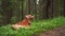 red dog in the summer forest. Nova Scotia duck retriever in nature. Beautiful toller