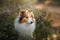 Red dog in the woods. Fluffy sheltie in nature