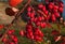 Red dogberry bush in autumn