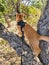 Red domestic cat on a walk on a leash in the summer