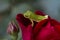 Red Don Juan Rose and Green Tree Frog