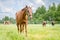 Red don mare horse eats grass in herd in green meadow