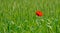 Red dot - Common poppy in an early summer wheat field